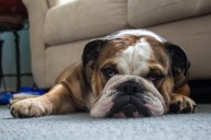13 Relaxed Dog Breeds Who Don’t Mind Thunderstorms
