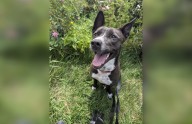 ‘Pause for Pets’: Meet Topaz, the canine gem waiting for someone to put a leash on it
