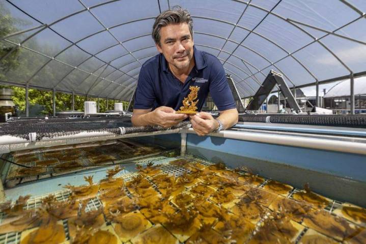 Our best shot to save Florida reefs? An industrial factory making heat