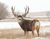 DWR: Where To Test Harvested Deer For Chronic Wasting Disease