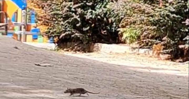 ¿Sabe usted las ratas de la city ya no solo proliferan en el Casco Vello?