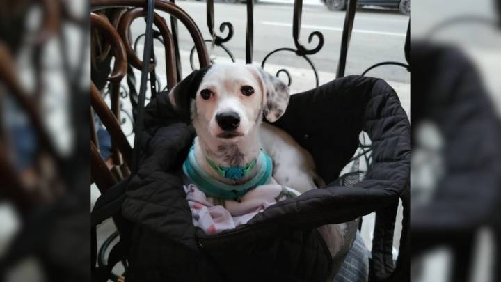 California Owner Uses Second DNA Test Just To Clear Up Dog’s Heritage And Stop Drama