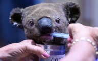 Australia desarrolla la primera vacuna que podría salvar a los koalas de la extinción y garantizar su supervivencia