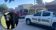Suspenden clases en preparatoria tras avistamiento de oso en Agua Prieta, Sonora