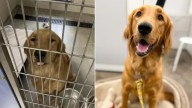 Arizona Rescuers Saved A Lonely Golden Retriever, And They Never Expected She’d Become A Star