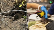 Oregon Ranger Encounters Mysterious Brown Shape In Ditch, Then Makes Astonishing Discovery