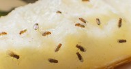 Homemade '2-minute' trap effectively banishes pesky fruit flies from home