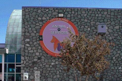Fact check: Does the city’s Animal Services prioritize community sheltering over shelter intakes?