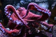 Fans bid farewell to beloved California octopus Ghost as she cares for eggs in final stage of life
