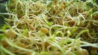 Nutritivos y muy fáciles de combinar: qué son los germinados y por qué deberías sumarlos a tu alimentación