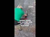 Nurse gives life-saving CPR to drunk racoon