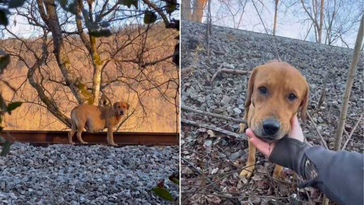 Georgia Rescuer Tracks Pregnant Dog Through Woods In Race Against Time