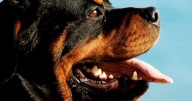 Hombre le dispara a su perro en Cabo Rojo