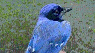 What’s a ‘grue jay’? Introducing the new hybrid love child of the blue and green jays