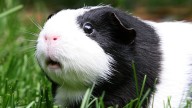 24 stolen guinea pigs found alive in Phoenix after theft near Tucson