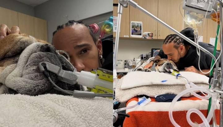 "En mis brazos": Lewis Hamilton informa fallecimiento de su famoso perro "Roscoe"