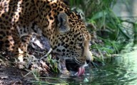 La extensión de las áreas naturales protegidas fue la principal clave en el aumento de la población de jaguares en México