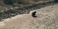 Video: avistaron a dos ejemplares de yaguarundí en una zona rural de Mendoza después de cuatro años