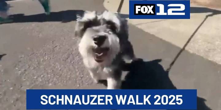 2025 Portland Schnauzer Walk