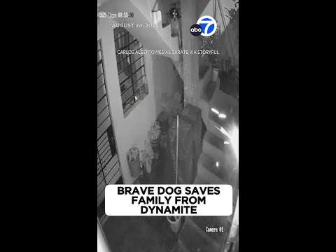 Hero dog diffuses dynamite thrown into yard, saves family