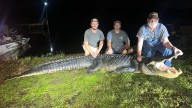 Alligator hunters in MS bag massive 13