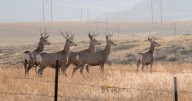 Mule deer could lose half their northeast Wyoming habitat to cheatgrass without help, study says