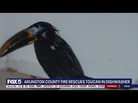 Social media star 'Chester the Toucan' rescued after getting stuck behind dishwasher