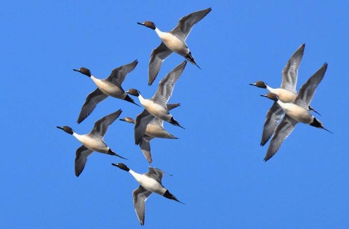 WASHBURN: U.S. Fish & Wildlife Service predicts good duck numbers for 2025