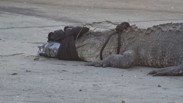 Alligator captured in McDonald's parking lot on Rocky Creek Road in Macon