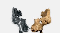 Descubren el rostro humano más antiguo de Europa en Atapuerca