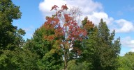 Fall colors slightly delayed in Twin Cities due to recent streak of warm weather