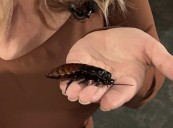 Bug Day returns to the Wehr Nature Center this Sunday-- hold, eat and learn all about insects