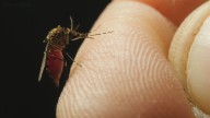 Mainer tests positive for Eastern Equine Encephalitis, Maine CDC says