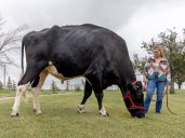Beef, now eight years old, last weighed in at 1,100 kilograms