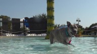 ABC Clinic hosts 'Bark and Wave Bash'  to support low