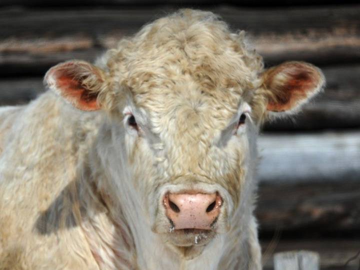 Two 'dangerous and aggressive' bulls near Coaldale school, RCMP warns