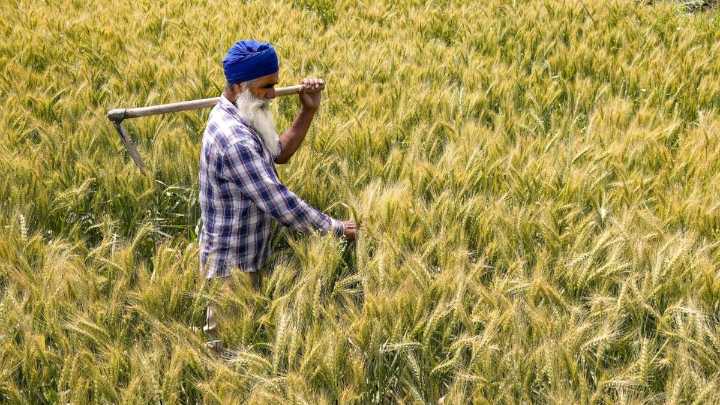 Rs 20,000 Investment, Rs 1.25 Lakh Return: Farmers Strike Gold With This Crop