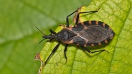 Estados Unidos confirma que la enfermedad de Chagas es ya endémica y se expande a 32 estados