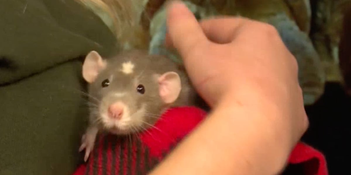 The Wild Side: Ambassador rats
