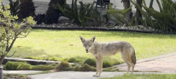 Coyotes Emerge Into Playa del Rey Streets After Habitat Disruption
