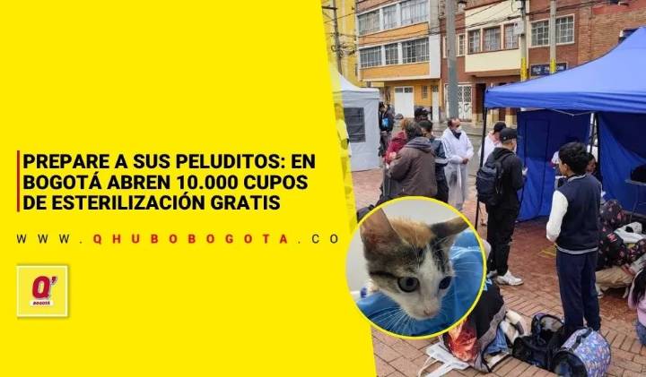 Prepare a sus peluditos: en Bogotá abren 10.000 cupos de esterilización gratis