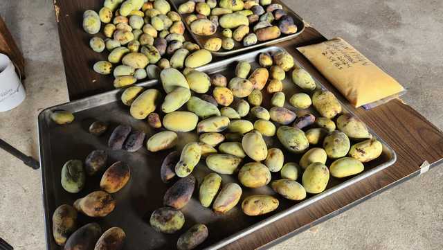 Ohio's only native fruit now in season around Greater Cincinnati