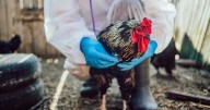 New UK bird flu outbreak confirmed as poultry culled and surveillance launched