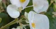 Cool season annuals return annually