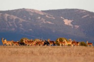 ¿Quieres disfrutar de la berrea? La Junta organiza visitas gratuitas en la provincia de Ciudad Real