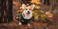 115 Funny Fall Puns and One-Liners About Apples, Dogs, and More