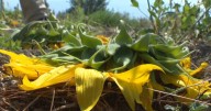 West Kelowna winery cleaning up destroyed sunflowers