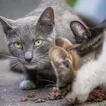 NYC Council puts $500K toward controlling cat population