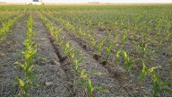 "Competitividad inusual". Por clima y precios, hay un cultivo que se lleva todas las miradas