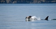 Another endangered orca in Washington state is seen carrying a dead calf